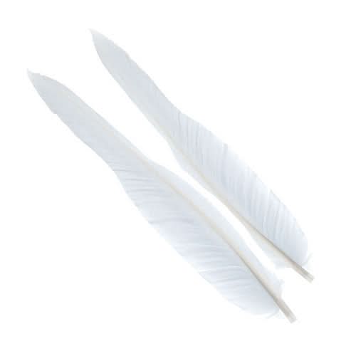 Penne d´oca | Goose Wing Quills - Go - Fish
