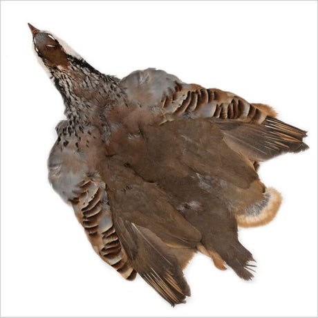 Pernice francese scalpo completo - French Partridge - Go - Fish