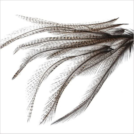 Piume Coq de Leon selezionate - Go - Fish