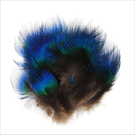 Piume del collo di Pavone blu - Go - Fish
