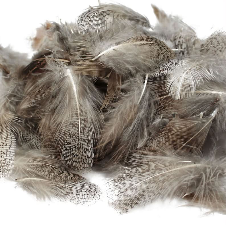 Piume del collo di pernice inglese - Go - Fish