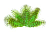 Piume Marabou Grizzly - Go - Fish