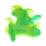 Piume Metz soft hackle - Go - Fish