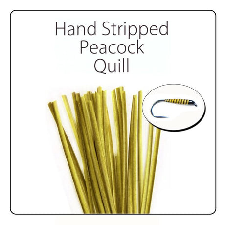 Polish Quill Hand Stripped Peacock Quills - Go - Fish