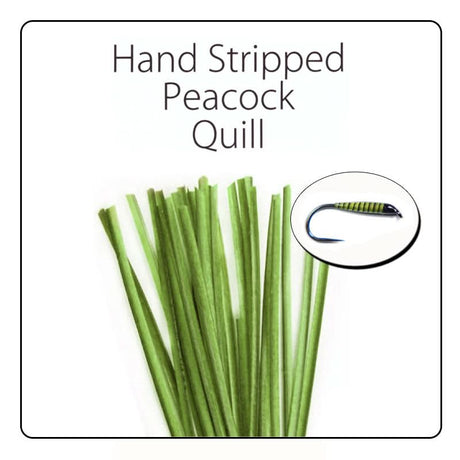 Polish Quill Hand Stripped Peacock Quills - Go - Fish