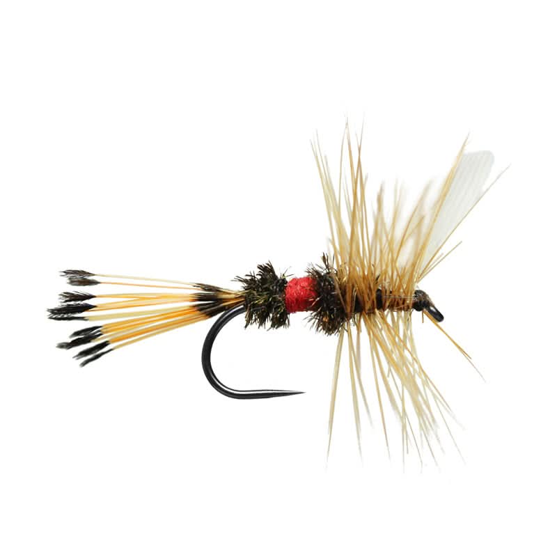Royal Coachman BL - Go - Fish