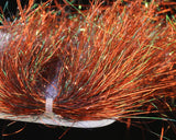 Saltwater Blend Angel Hair - Go - Fish