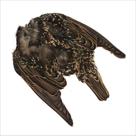 Scalpo di Storno - Starling - Go - Fish
