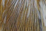 Sella di Gallopardo - Coq de Leon - Go - Fish