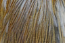 Sella di Gallopardo - Coq de Leon - Go - Fish