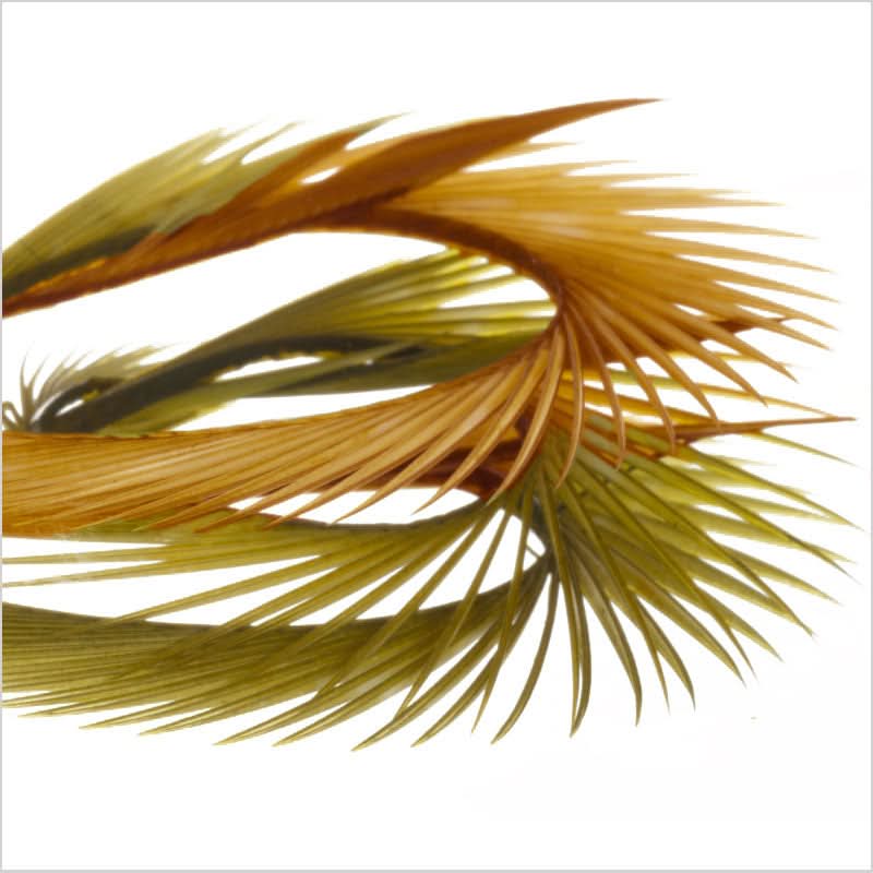 Stripped Goose Biots (Biot d`oca) - Go - Fish