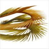Stripped Goose Biots (Biot d`oca) - Go - Fish
