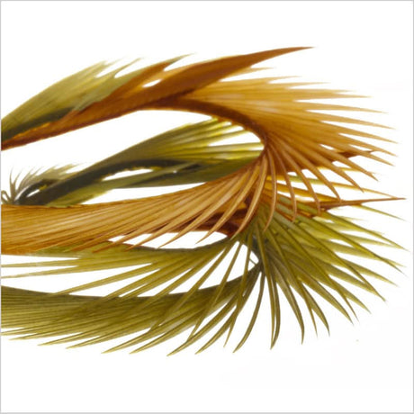 Stripped Goose Biots (Biot d`oca) - Go - Fish