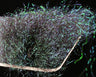 Sybai Mobile Flash Streamer Hair - Go - Fish
