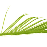 Veniard Turkey Biots caddis green