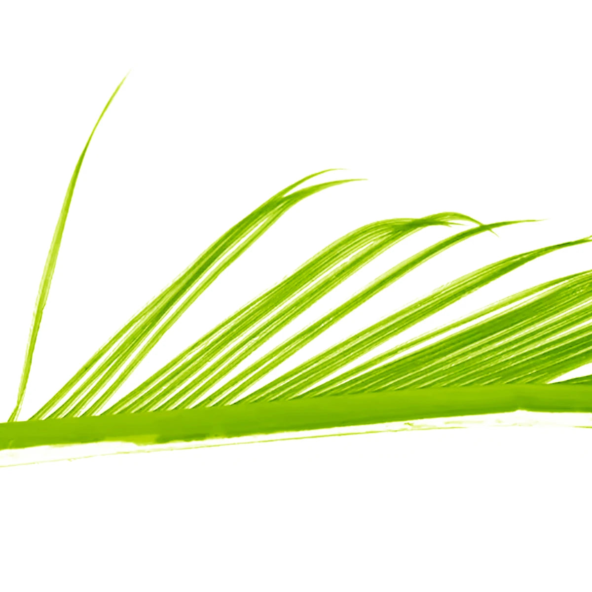 Turkey Biots Veniard (Biot di tacchino)