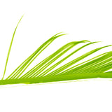 Turkey Biots Veniard (Biot di tacchino)