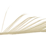 Turkey Biots Veniard (Biot di tacchino)