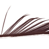 Turkey Biots Veniard (Biot di tacchino)