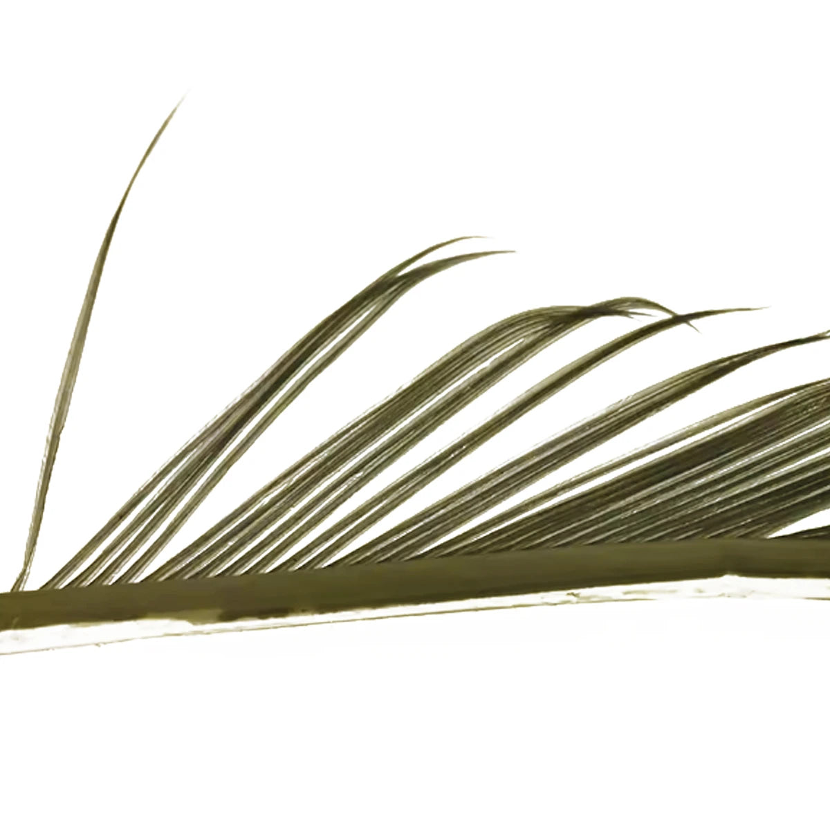 Veniard Turkey Biots olive