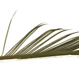 Veniard Turkey Biots olive