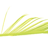 Veniard Turkey Biots sulphur yellow