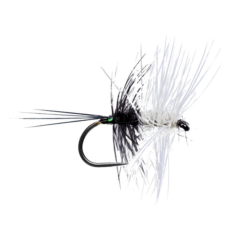 White Blue Dun Palmer BL