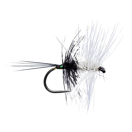 White Blue Dun Palmer BL