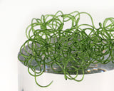 Wiggly Worms - Go - Fish